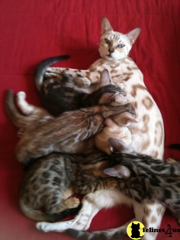 Bengal Kittens in Florida