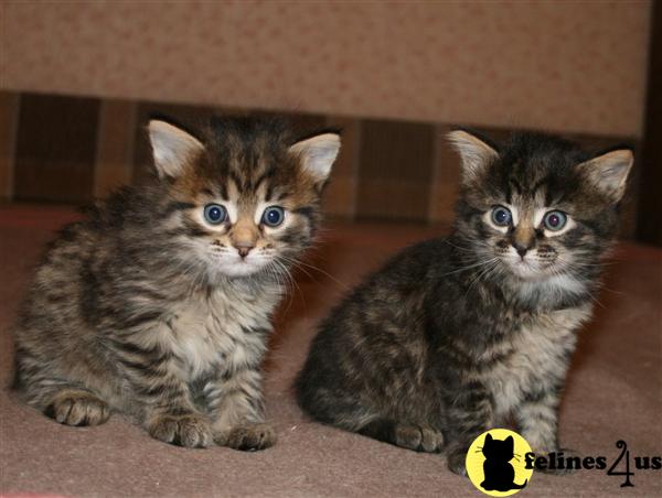 Siberian Kittens