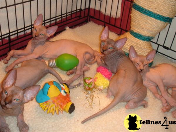 Kittens for Sale in Florida