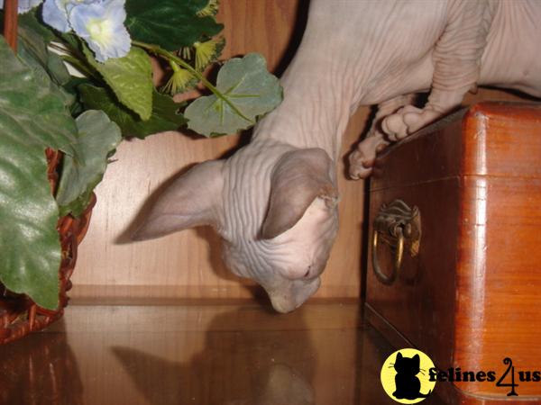 Kittens for Sale in Florida