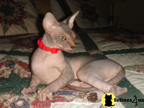Kittens for Sale in Florida