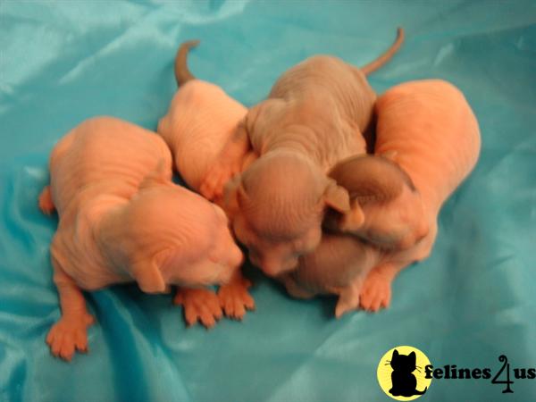 Hypoallergenic Cats