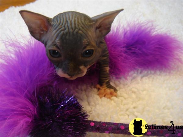 Sphynx Kittens
