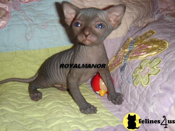 Hypoallergenic Cats
