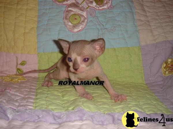 Hypoallergenic Cats