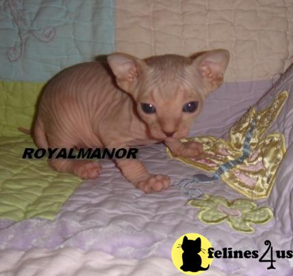 Hypoallergenic Cats