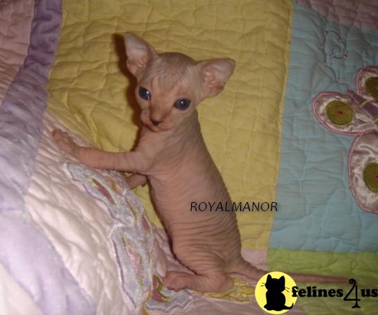 Kittens for Sale in Alabama