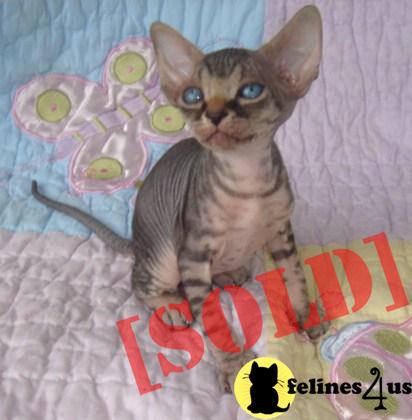 SPHYNX SILVER TABBY MALE KITTEN IN ALABAMA