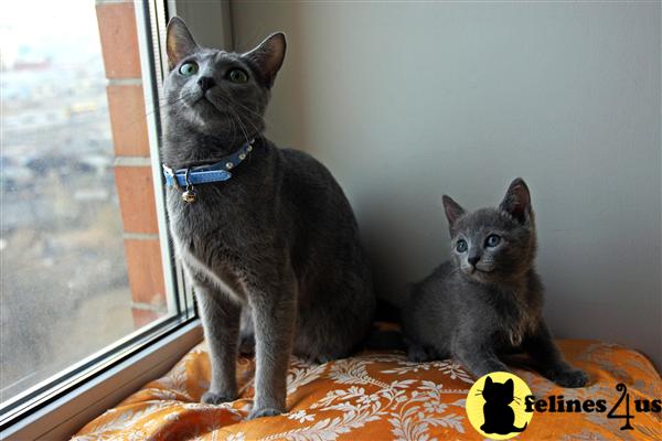 Russian Blue Kittens