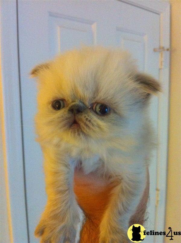 Himalayan Kittens