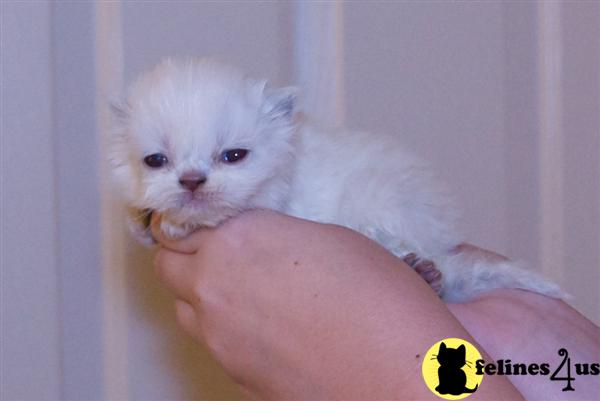 Kittens for Sale in North Carolina