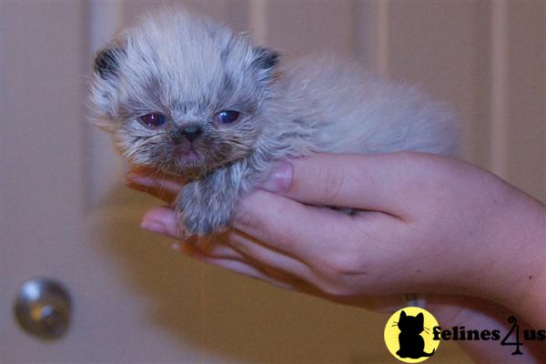 Kittens for Sale in North Carolina
