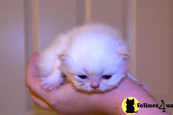 Kittens for Sale in North Carolina