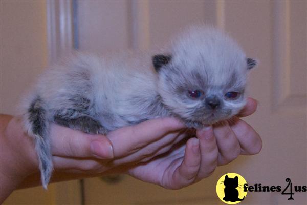 Kittens for Sale in North Carolina