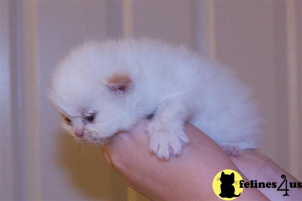Kittens for Sale in North Carolina