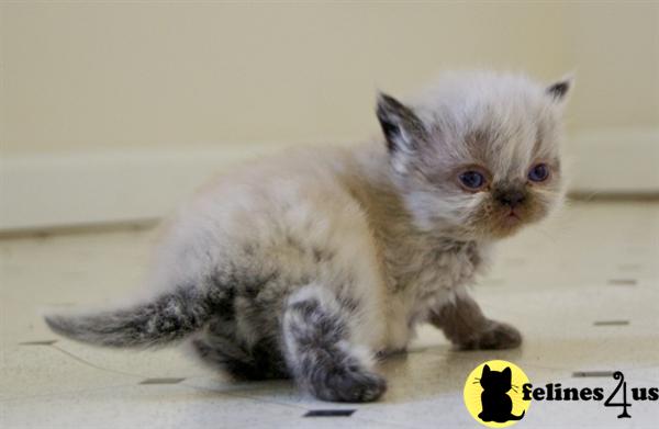 Kittens for Sale in North Carolina
