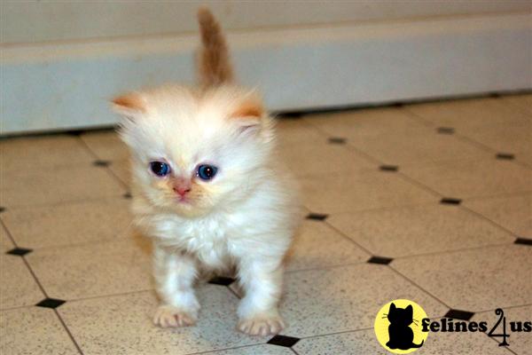 Kittens for Sale in North Carolina