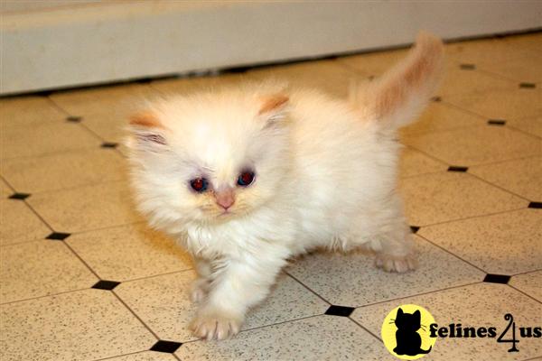 Kittens for Sale in North Carolina