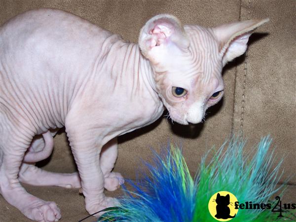 Hypoallergenic Cats