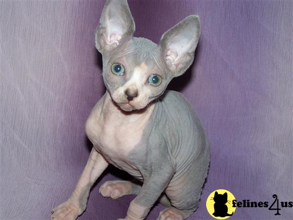 Kittens for Sale in Pennsylvania