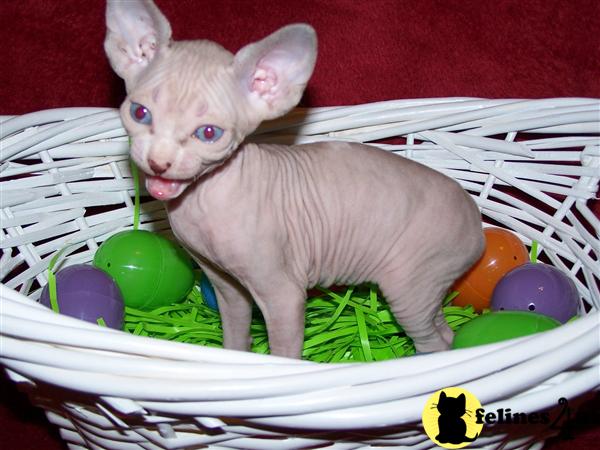 Sphynx Kittens