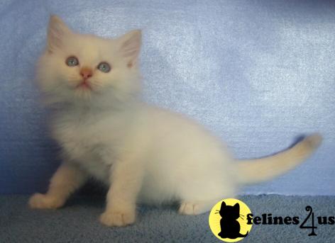 Ragdoll Kitten Available