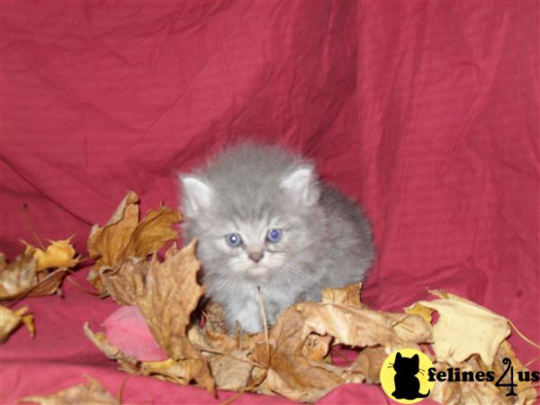 Kittens for Sale in Indiana