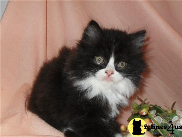 Kittens for Sale in Indiana