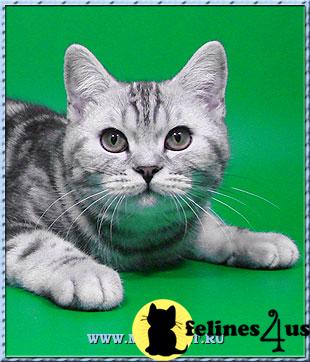Kittens for Sale