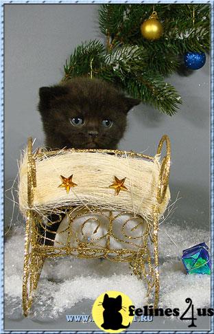 British kittens silver colours