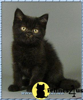 British kittens silver colours