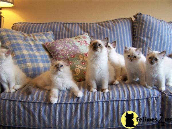 Sweet Birmans to Love