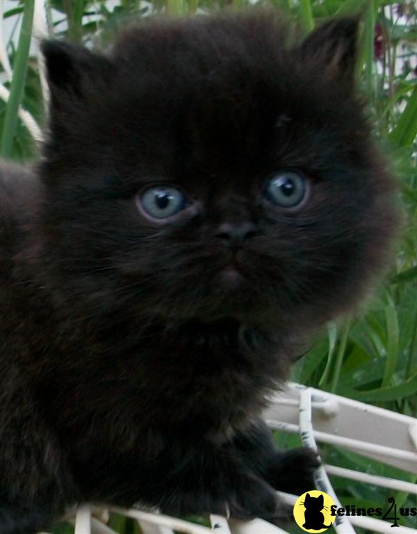 Persian Kittens