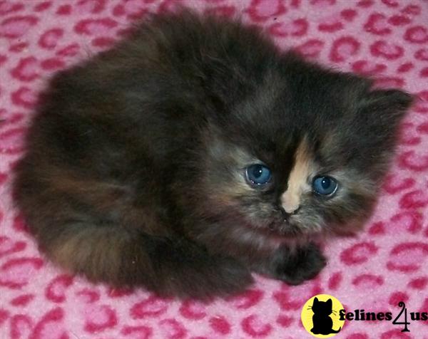 Kittens for Sale in Maine