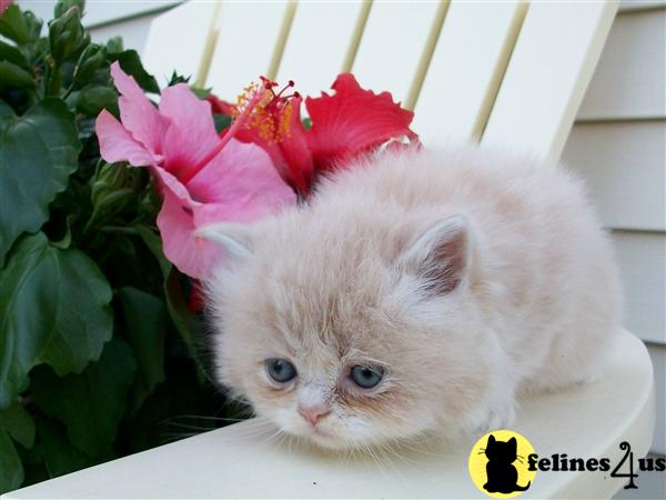 Persian Kittens