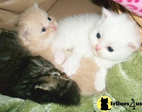 Kittens for Sale in Maine