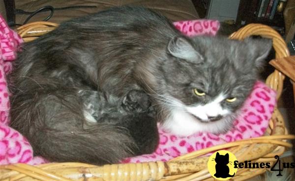 Kittens for Sale in Maine