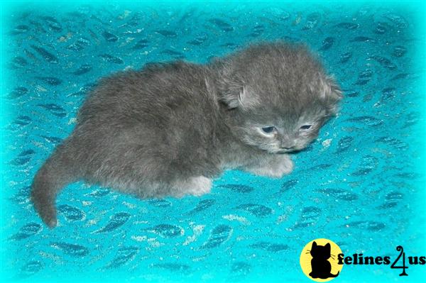 Kittens for Sale in Maine