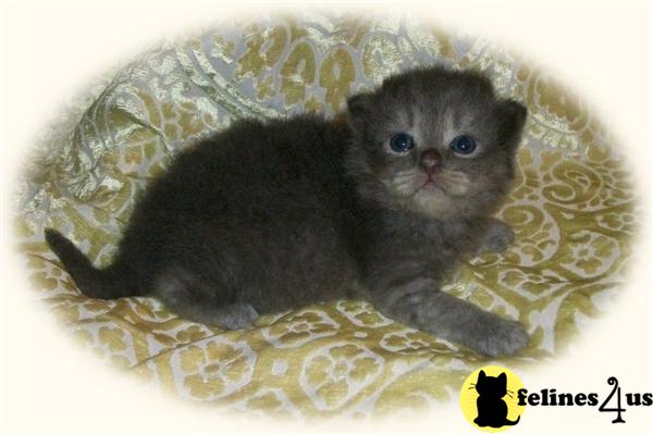 Kittens for Sale in Maine