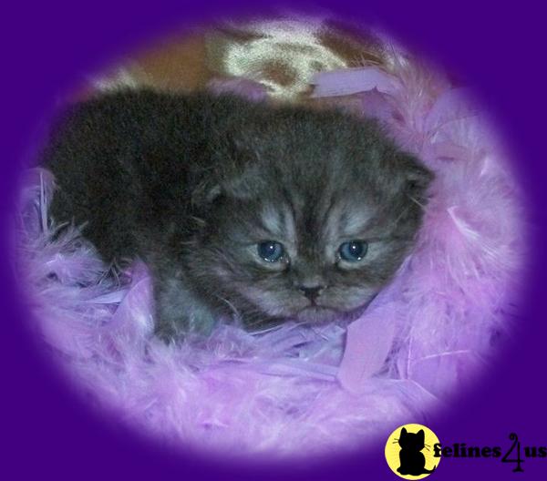 Kittens for Sale in Maine