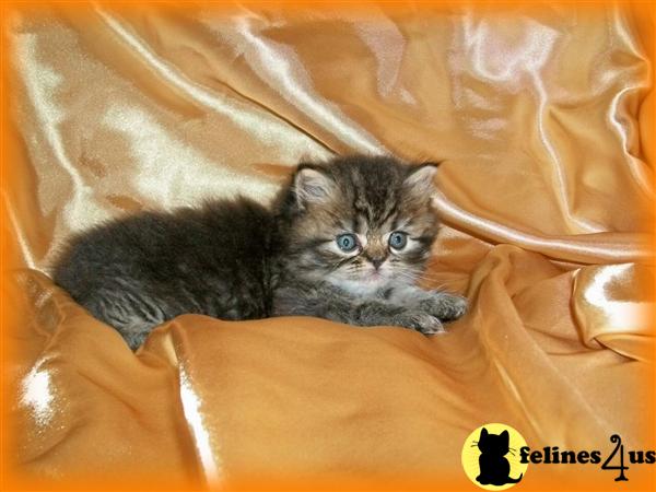Kittens for Sale in Maine