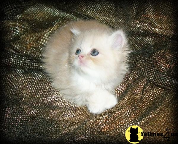 Kittens for Sale in Maine