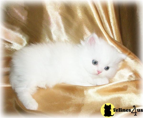 Kittens for Sale in Maine