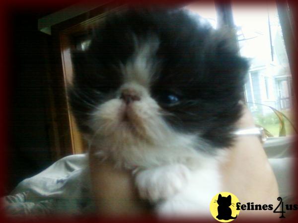 Kittens for Sale in Maine