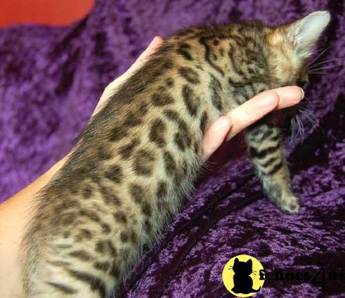 Bengal Kittens in Arkansas