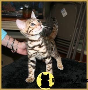 Bengal Kittens