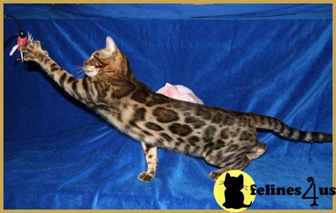 Cats for Sale