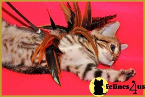 Bengal Kittens