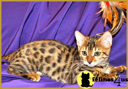 Bengal Kittens