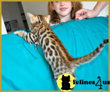 Bengal Kittens